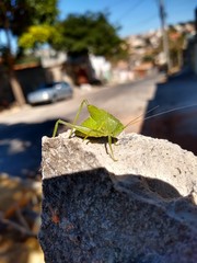 praying mantis on a background