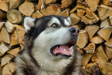 Malamute breed dog posing in nature. Malamute gray-white.