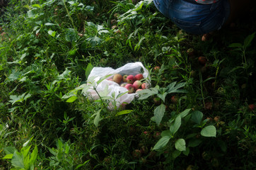 Photo of red apples in the plastic bag on green grass in garden
