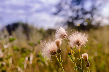 ground level bottom view photo of white fuzz sow thistle in the russian field