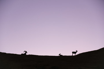 Fototapeta na wymiar purple sunset with silhouette of big horn sheep