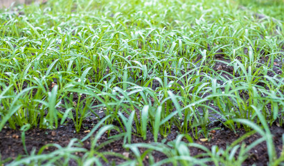 Baby green water Convolvulus or water spinach or worning glory plantation with water drops on leaves just after watering. Young pomoea aquatica growing at outdoor farm.