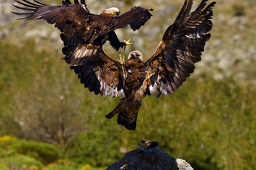 Golden eagle (Aquila chrysaetos) and Spanish imperial eagle (Aquila adalberti) fighting together for prey. The great eagles in dispute over prey and territory.