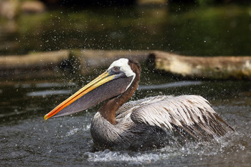 The brown pelican (Pelecanus occidentalis) on the surface of the pond. The pelican cleans its feathers and shakes water on the dark water.