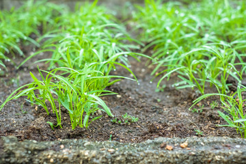 Baby green water Convolvulus or water spinach or worning glory plantation with water drops on leaves just after watering. Young pomoea aquatica growing at outdoor farm.