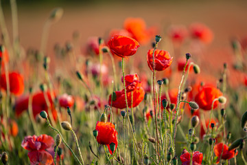 Fototapeta premium Vibrant red poppies in the Sussex countryside during summer