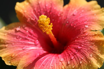 hibiskusblume © geheimnis0
