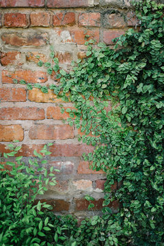 brick wall with ivy © Evan