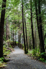 Obraz premium Empty foot path trail through lonely park hike in the woods. Scenic landscape nature woodland walk setting in the mountains of Ketchikan Alaska on sunny day in the autumn season