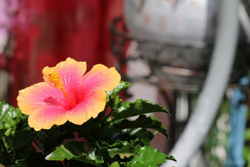 hibiskuspflanze © geheimnis0
