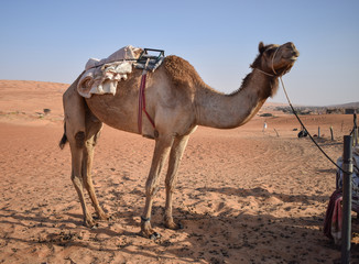 Camello en el desierto