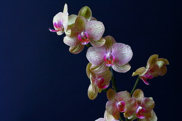 Orchidea phalaenopsis su sfondo scuro.