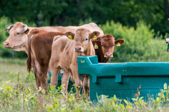 K&auml;lbchen auf der Weide im Naturschutzgebiet