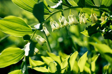 King solomon's seal
