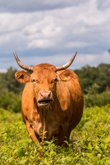 Glanrinder in der Landschaftspflege auf der Weide