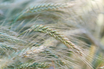Closeup of cereal grain. Plant background.