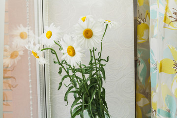 Bouquet of large daisies is on windowsill