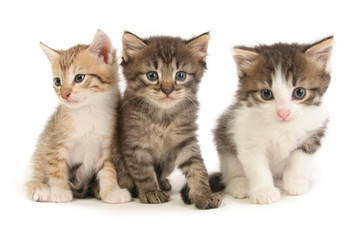 Fototapeta na wymiar Three baby kittens.