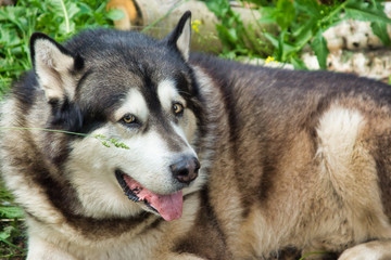 Malamute breed dog posing in nature. Malamute gray-white.