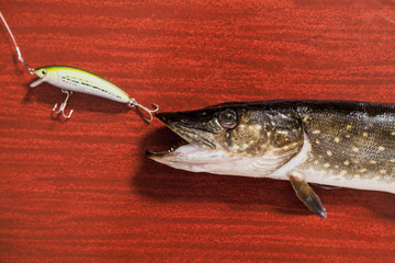 Pike and bait lies on brown background
