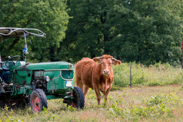 Glanrinder neben einem Traktor auf der Weide © Lukas