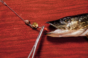 Hands take out  bait from mouth of  pike close up