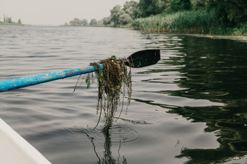 Algae on wooden paddle above  water