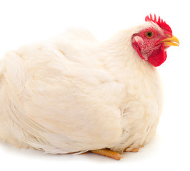 White hen isolated.
