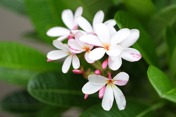 Obraz premium Frangipani flower pink white in closeup