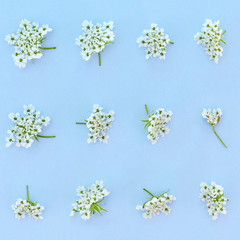 Floral pattern with white tiny flowers in rows on blue background. Design for wallpaper, fills, web page