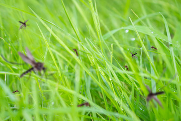 Many mosquitoes in green grass field