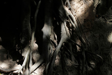 Roots of a tropical tree