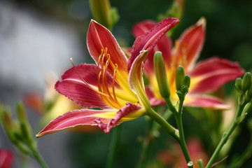 Fresh beautiful flower of a hemerocallis with bright purple-yellow petals against the background of other flower.
