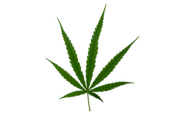 isolated Marijuana leaf on white background. Green leaf with white background.
