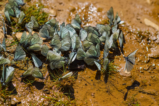 The aporia Crataegi (Aporia crataegi) is a butterfly of the family of pierids (Pieridae). A cluster of butterflies on wet soil
