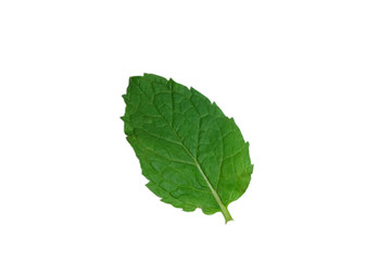 green​ leaf ​isolated  with​ white​ background.​ 