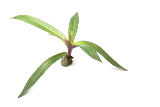 Oyster Plant on white background. (Dwarf Oyster, Rhoeo)
