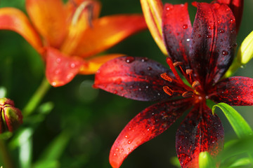 Lush blooming lilies in the summer garden