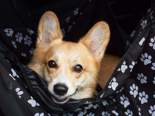 Closeup portrait of happy smiling welsh corgi pembroke dog sitting in the special dog car seat