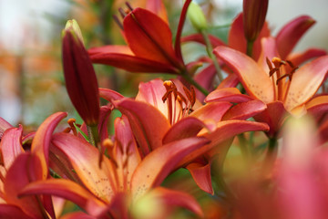 Lush blooming lilies in the summer garden