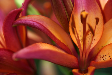 Lush blooming lilies in the summer garden