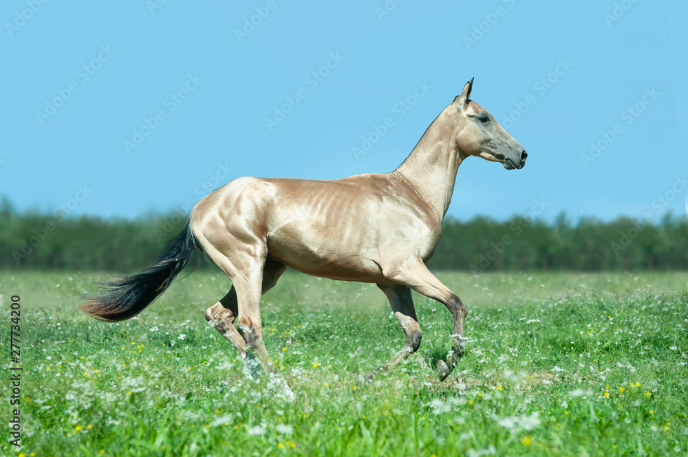 Wall mural golden buckskin akhal-teke horse runs free outdoors