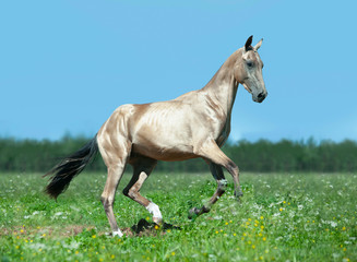 golden buckskin akhal-teke horse runs free outdoors