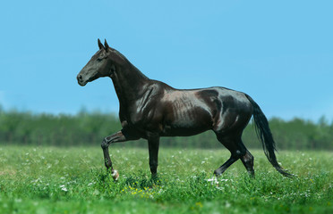black akhal-teke horse runs free outdoors