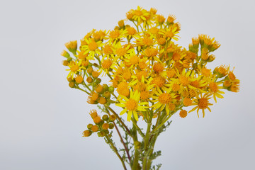 Bright yellow wildflowers Senecio vernalis, Asteraceae isolated on white background. Studio shot. Eastern groundsel,  Ragwort, Packera glabella, formerly Senecio glabellus