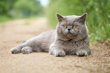 Naklejka na ściany i meble British male shorthair cat lying on the countryside road in summer outdoors