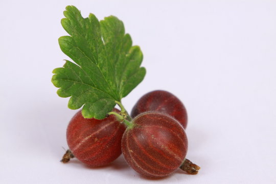 Czerwony soczysty Agrest