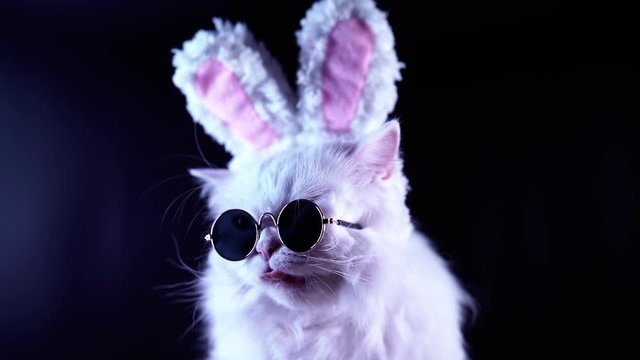 Portrait of funny cat in fashion sunglasses and soft rabbit ears. Studio footage. Luxurious domestic kitty in glasses poses on black background.