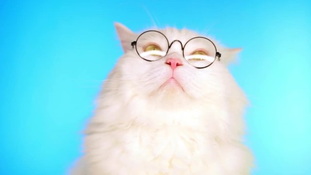 Cute domestic pet in round transparent glasses. Furry cat on blue background in studio. Animals, education, science concept.