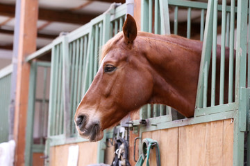 Headshot closeup of a beautiful young horse in the barn